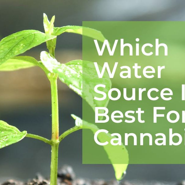 Best Water For Cannabis Plants