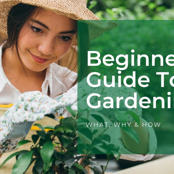 How to start gardening for beginners