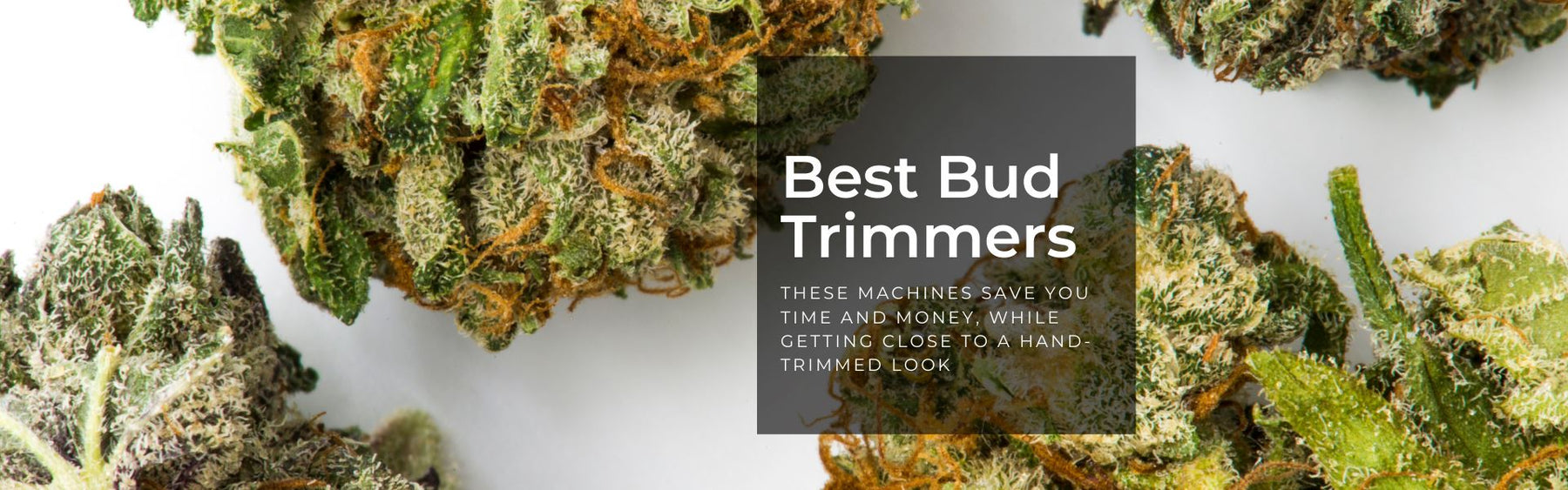 Best Bud Trimmers—Top Trimming Machines of 2020
