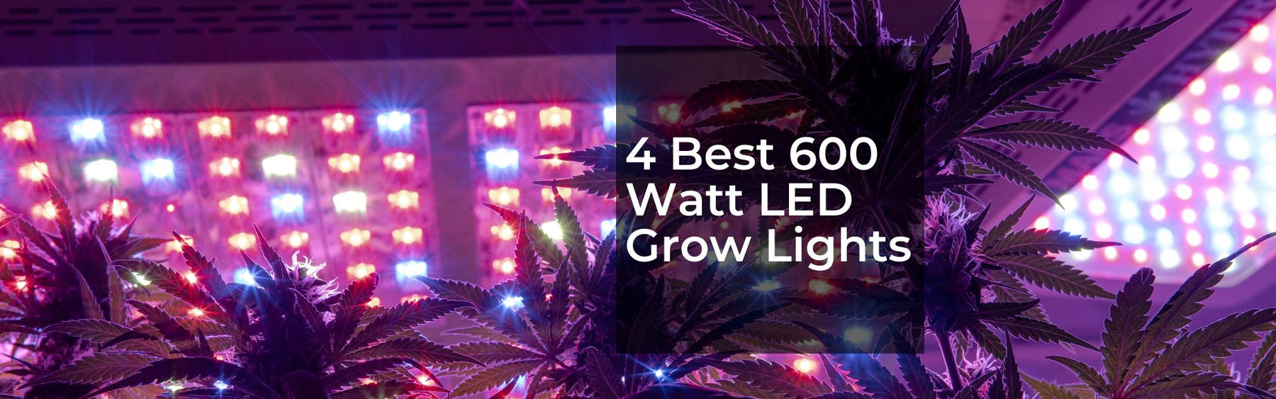 Best 600 Watt LED Grow Lights