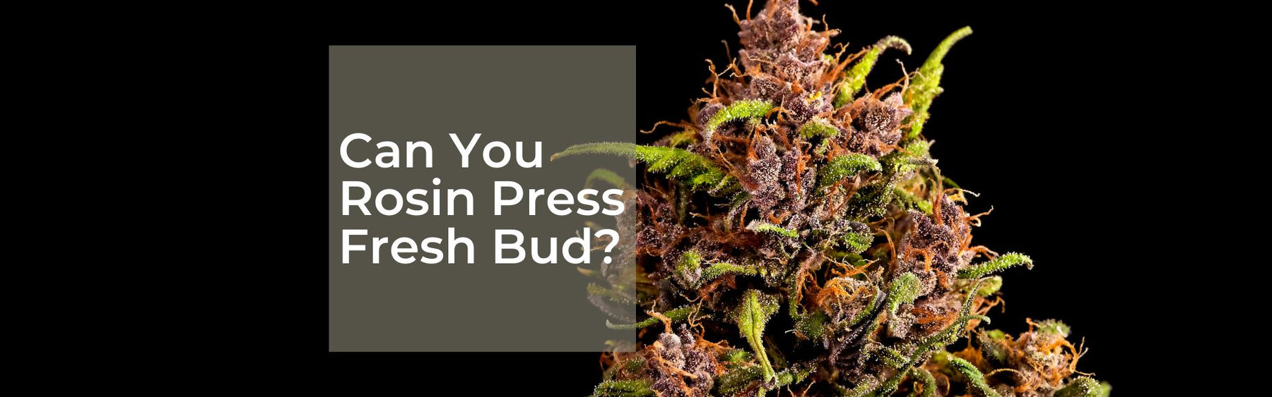 Can You Rosin Press Fresh Bud