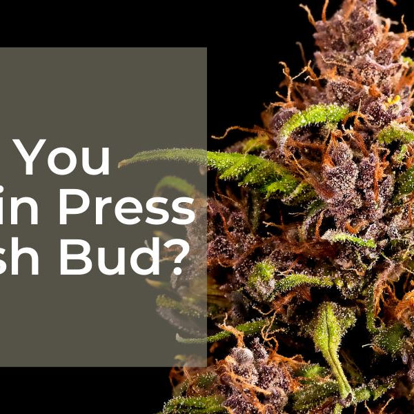 Can You Rosin Press Fresh Bud