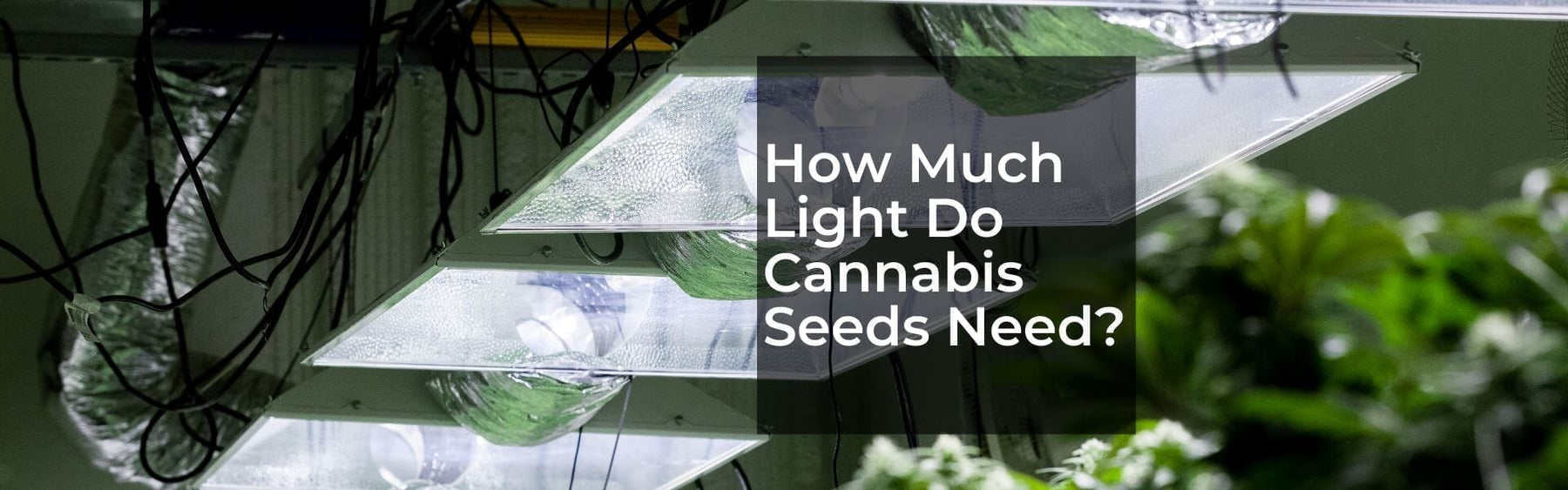 Banner stating How much light to I need to get my cannabis seeds germinating and growing