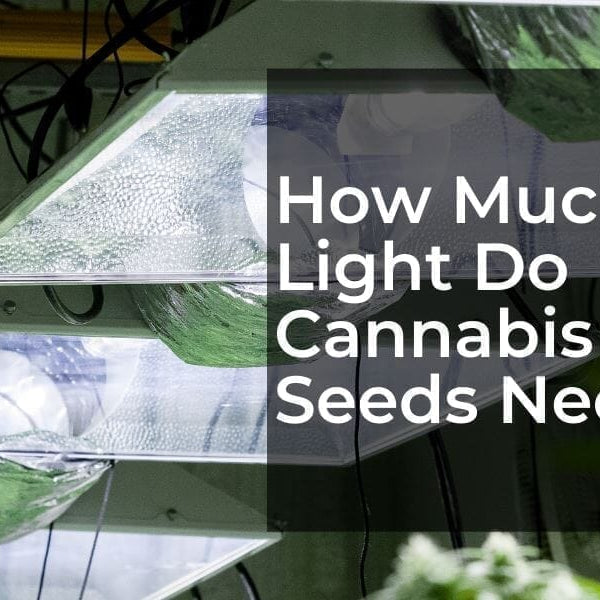 Banner stating How much light to I need to get my cannabis seeds germinating and growing
