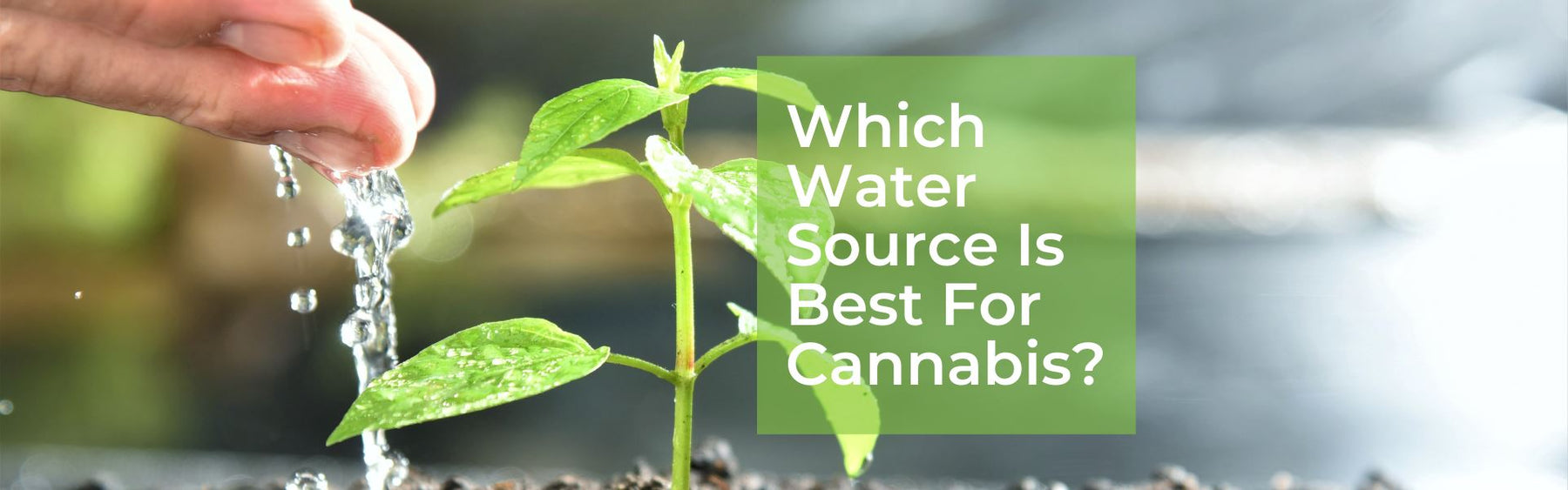 Best Water For Cannabis Plants