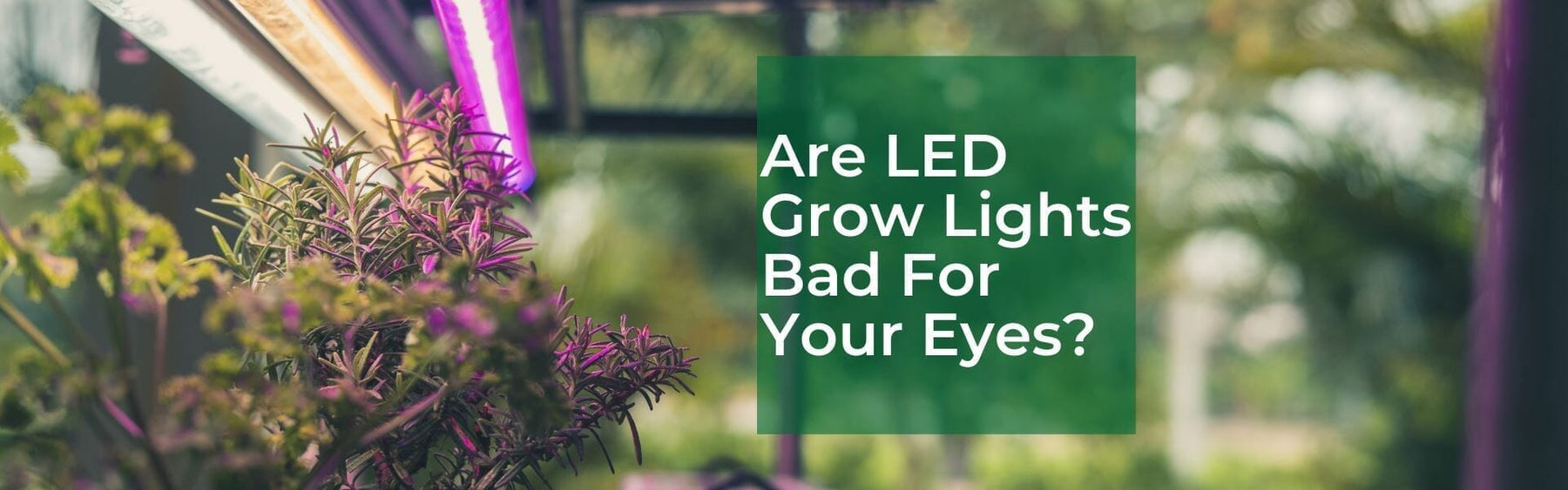 Do LED grow lights damage vision?