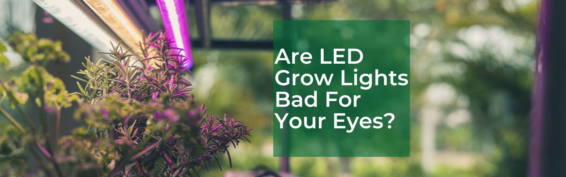 Are LED Lights Bad For Your Eyes?