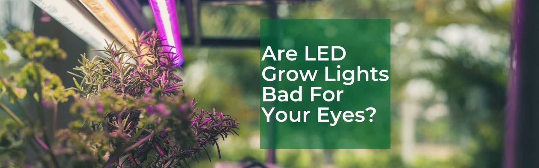 A green plant like graphic with text "Are LED grow lights bad for your eyes?" over the top