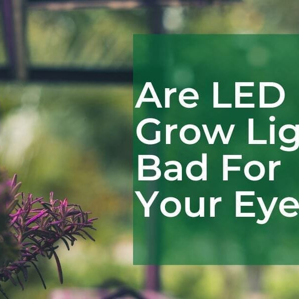 A green plant like graphic with text "Are LED grow lights bad for your eyes?" over the top