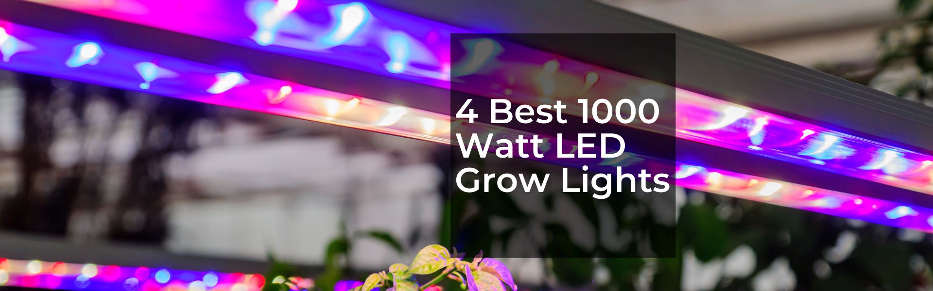 1000 Watt LED Grow Light Top 4 Lights For Sale in 2020 Grow