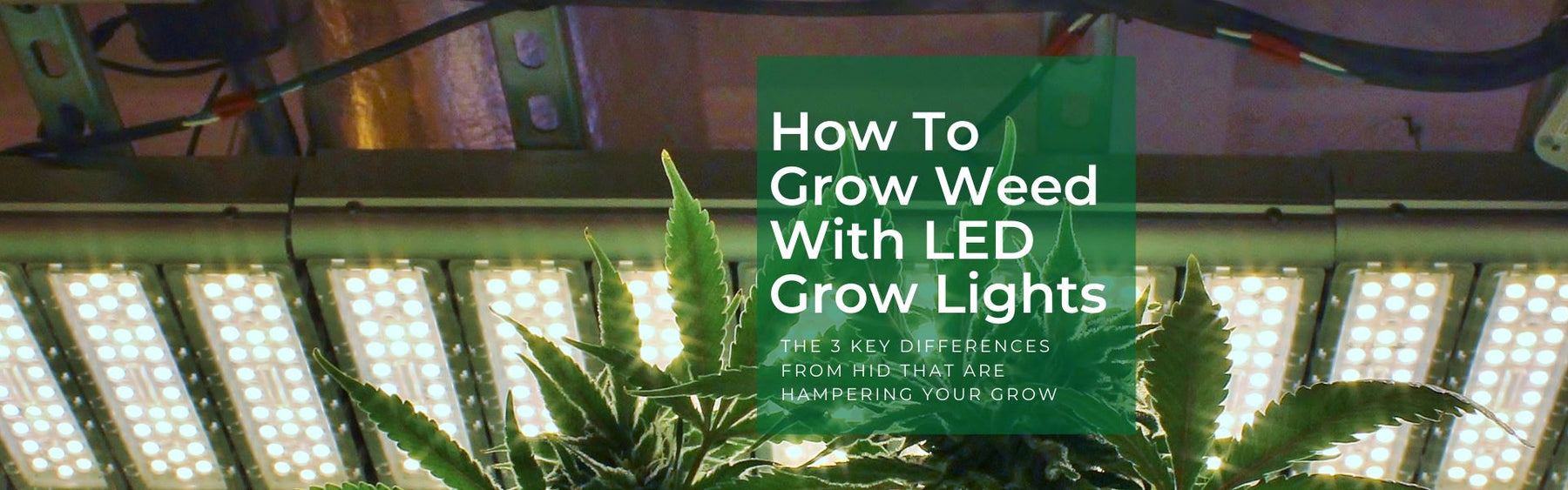 How To Grow Weed With LED Grow Lights - 3 Key Differences From HID Are Hampering Your Grow