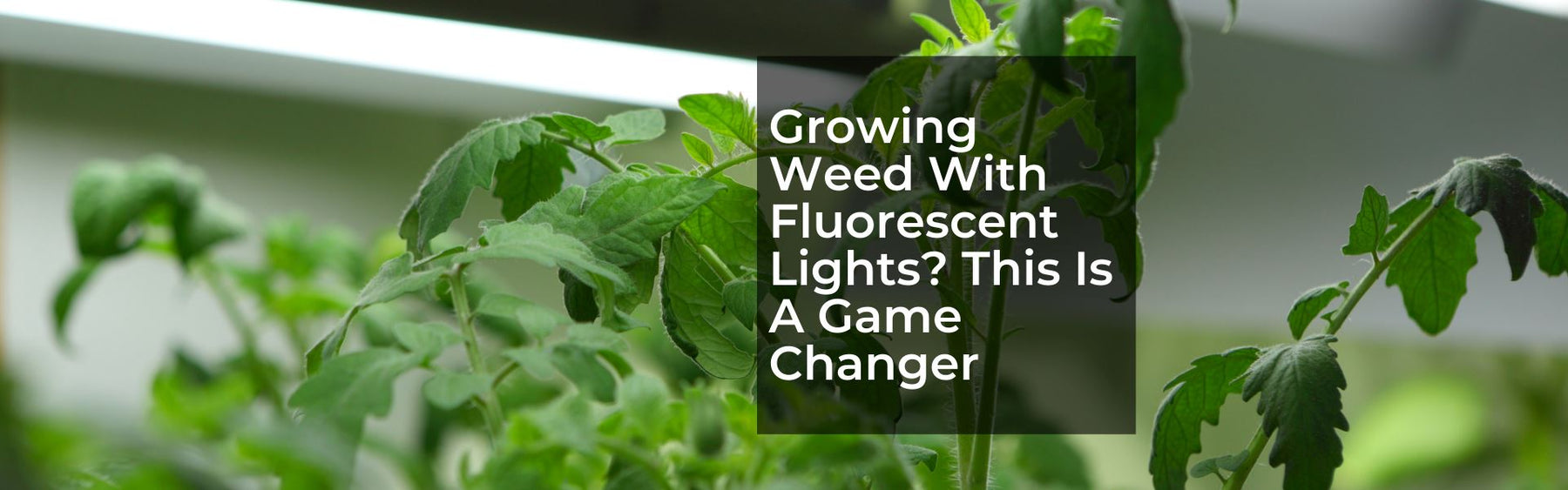 Growing Weed With Fluorescent Lights? This Is A Game Changer