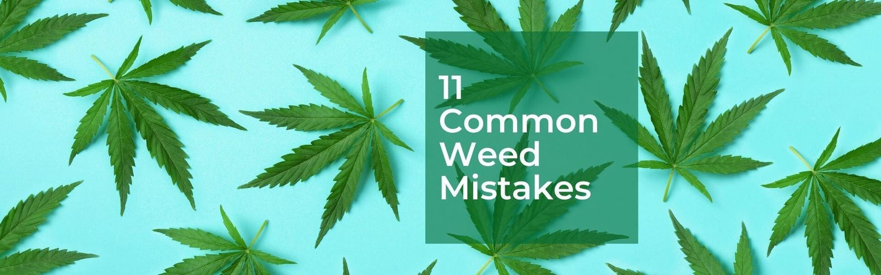 common marijuana growing mistakes