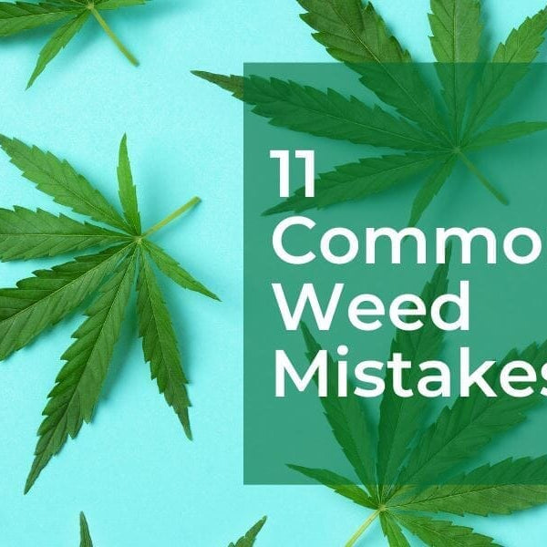 common marijuana growing mistakes