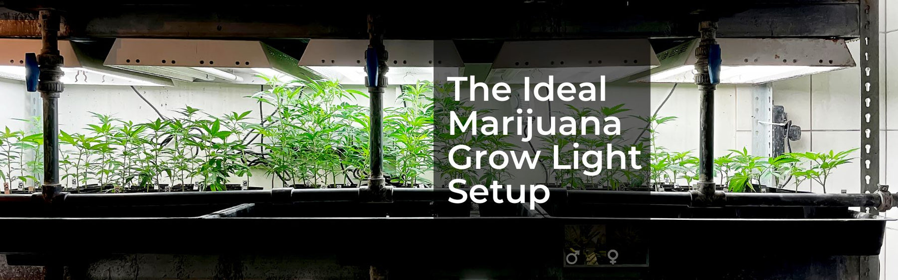 The Ideal Marijuana Grow Light Setup