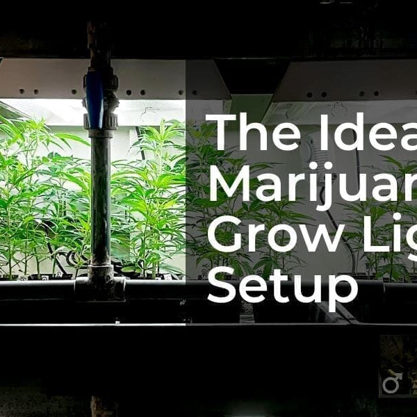 The Ideal Marijuana Grow Light Setup
