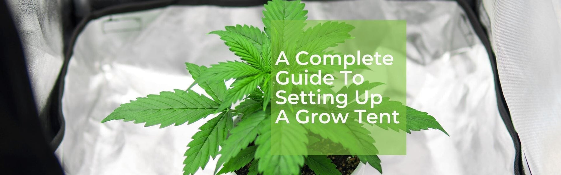 Complete Black Dog Grow Tent Kit