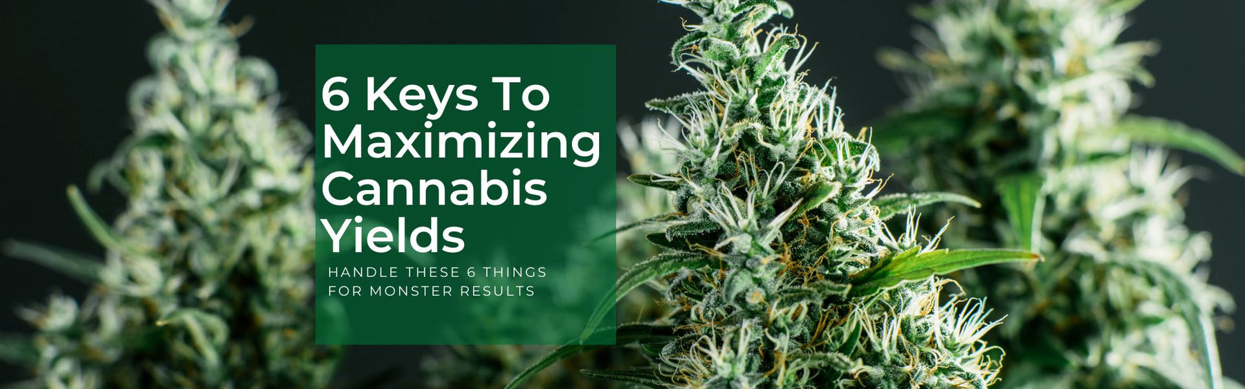 Maximize cannabis yields
