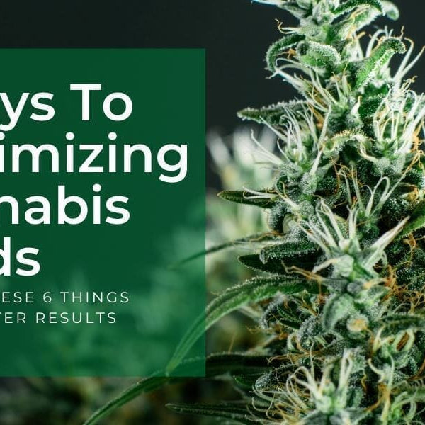 Maximize cannabis yields