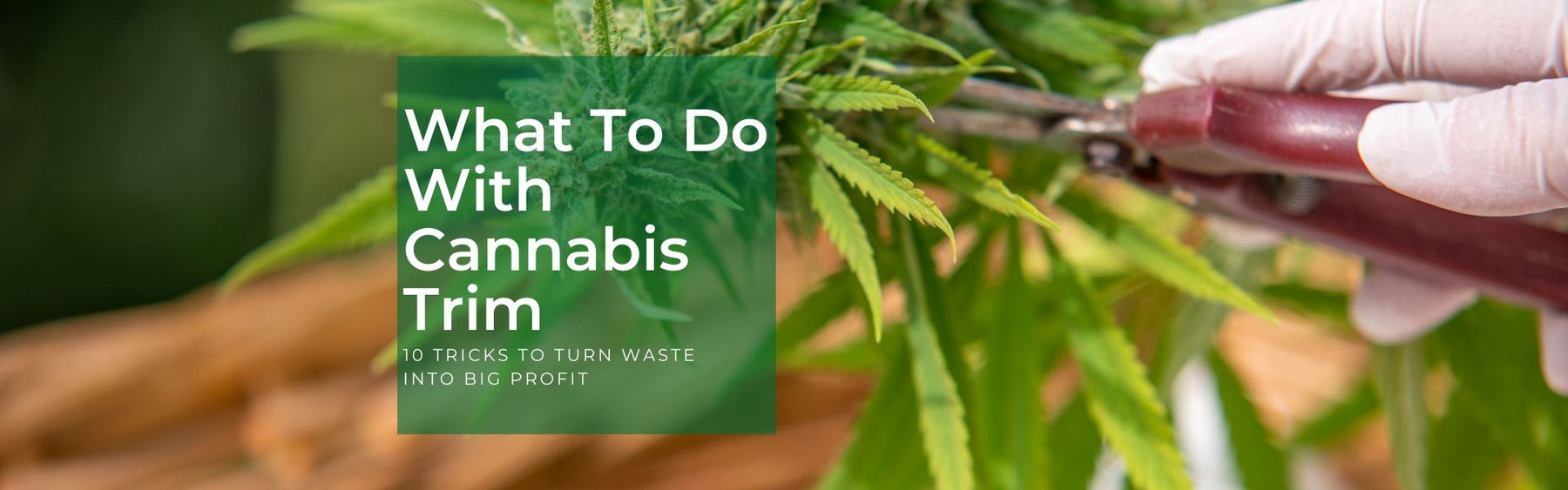 how to use marijuana trim