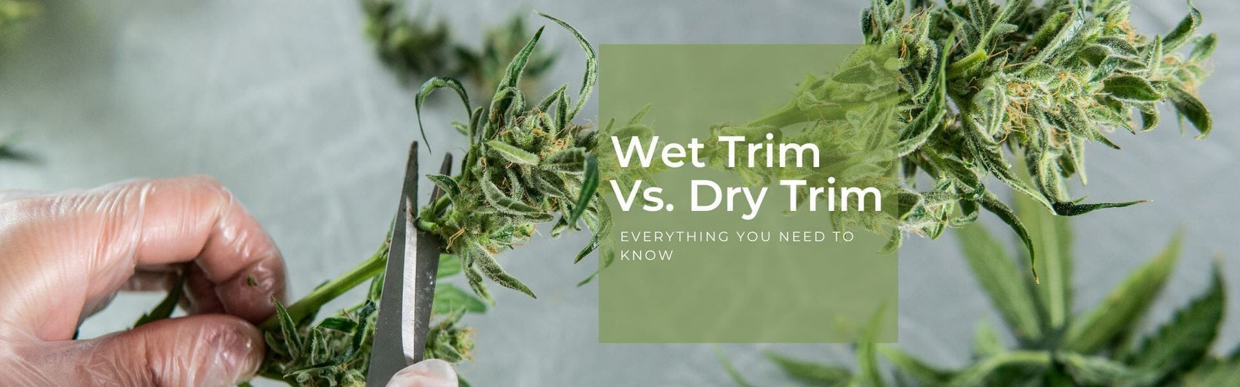 Dry trimming vs Wet trimming