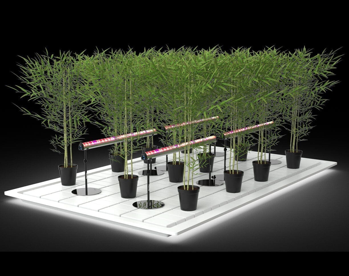 Tall plants growing in rows under canopy grow lights