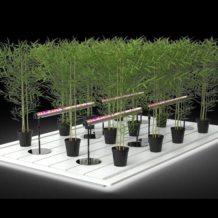 Tall plants growing in rows under canopy grow lights