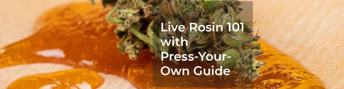 Live Rosin 101: Plus Press Your Own Rosin Step by Step Guide