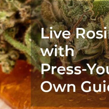 Live Rosin 101: Plus Press Your Own Rosin Step by Step Guide