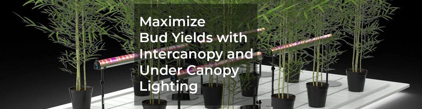 Do Under Canopy Grow Lights Really Boost Bud Yields?