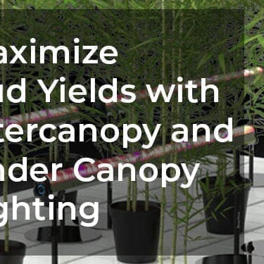 Do Under Canopy Grow Lights Really Boost Bud Yields?
