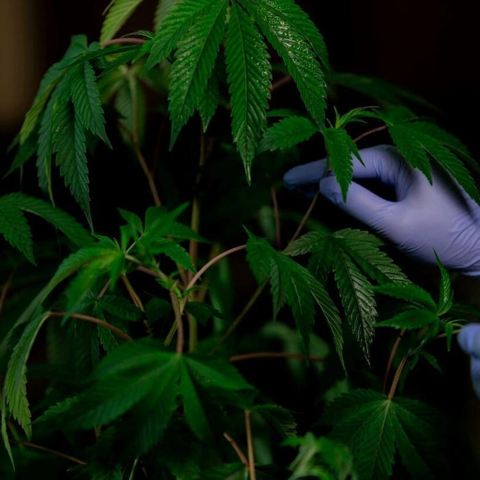 Time is Critical Time After Harvesting Your Bud