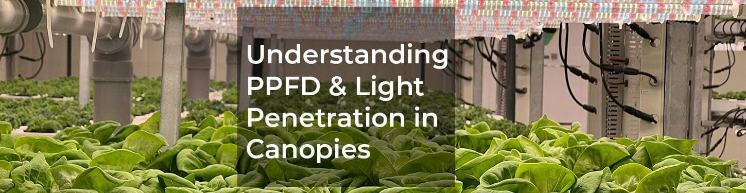 What Is PPFD and Why Does Light Penetration Matter for Bigger Yields?