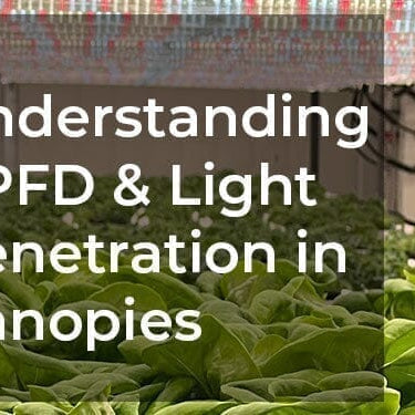 What Is PPFD and Why Does Light Penetration Matter for Bigger Yields?