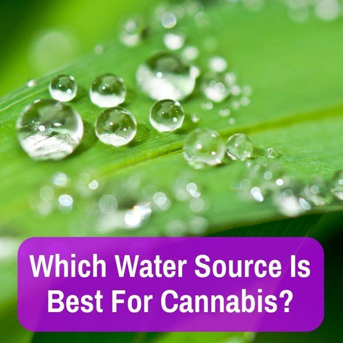 Which Water Is Best For Weed Plants? (And How To Test & Adjust Water Quality)