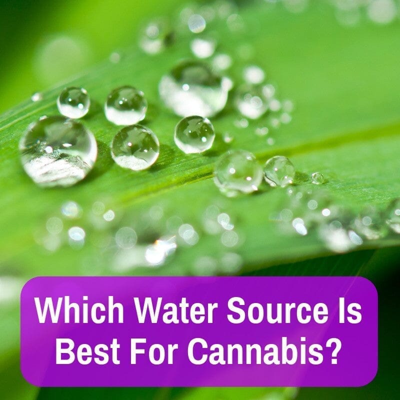 Which Water Is Best For Weed Plants? (And How To Test & Adjust Water Quality)