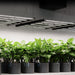 IONFRAME EVO3 LED lights suspended above healthy plants in a professional indoor grow setup.