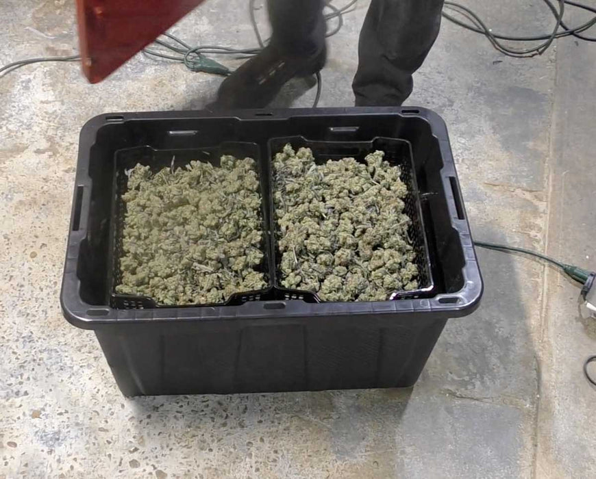 Ez Cure tote with two stacking trays filled with trimmed buds ready for drying and curing process.