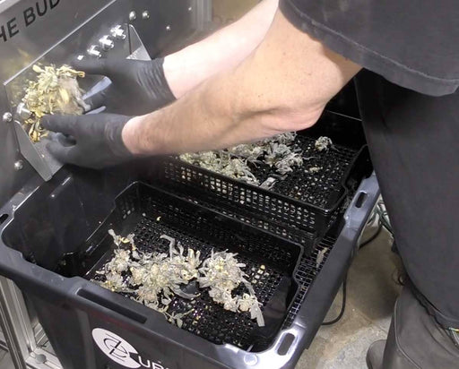 Worker placing bucked  bud flowers into Ez Cure tray for curing, with trichomes collecting below in stackable baskets.