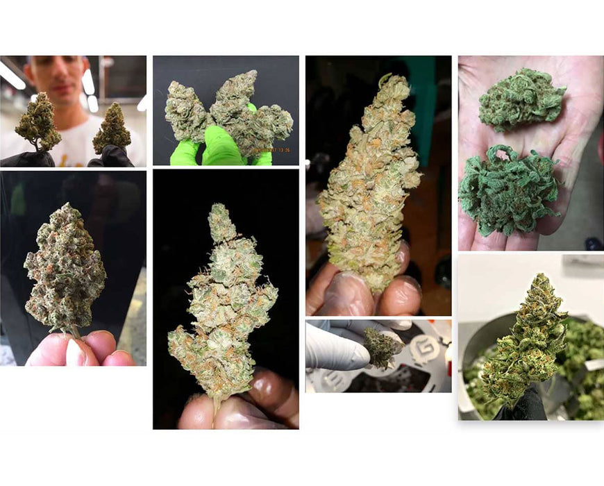 GreenBroz M1 Plus GBZ Control Cannabis Processing System Trimmer GreenBroz 