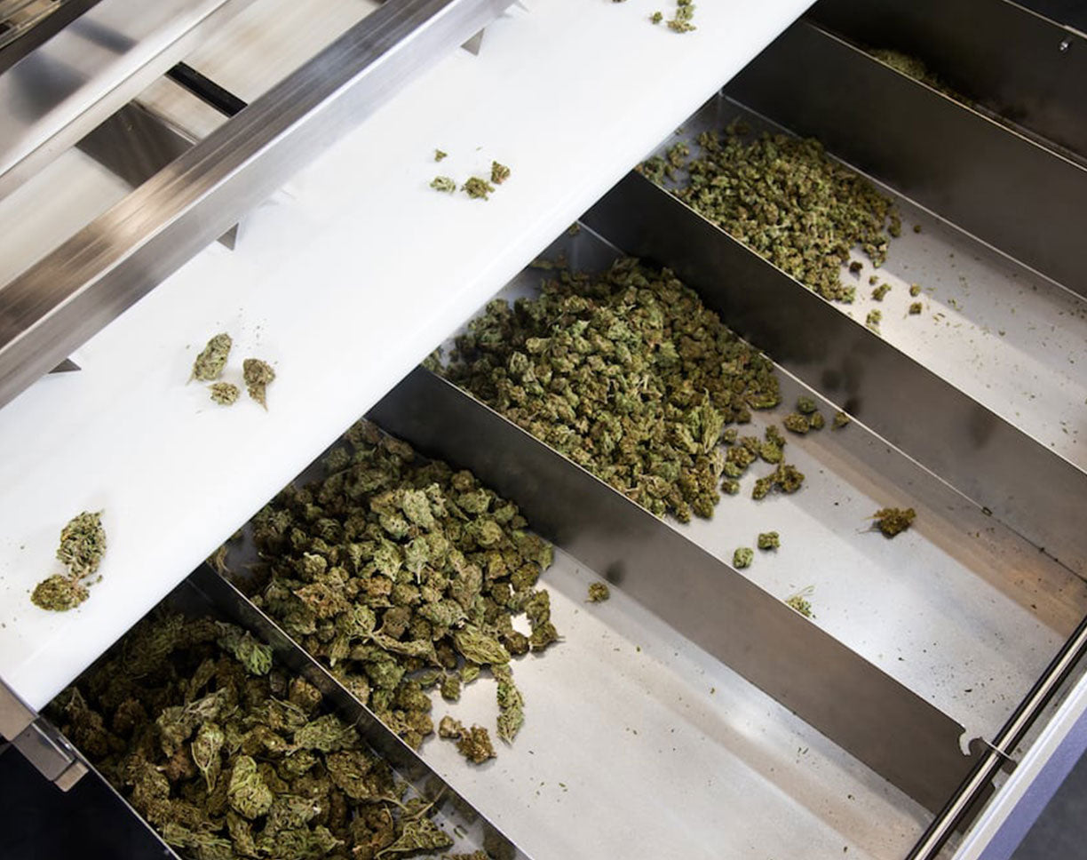 Image showing buds sorted into the desired containers or the Precision Sorter Table.