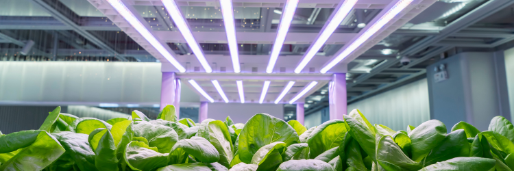 Large selection of led grow lights and utility rebate help