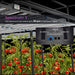 Spectrum X LED grow lights suspended over tomato plants, with a callout showing AC input and daisy-chain dimming ports.