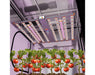 UV-FR supplemental bar mounted on LED fixture inside grow tent illuminating tomato plants.