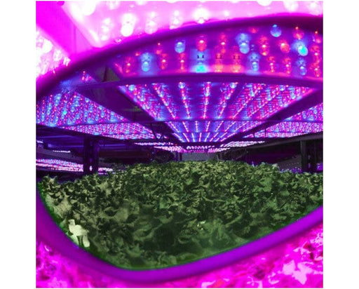Grow room view through Method Seven clip-on glasses showing reduced blurple LED light and enhanced plant visibility.