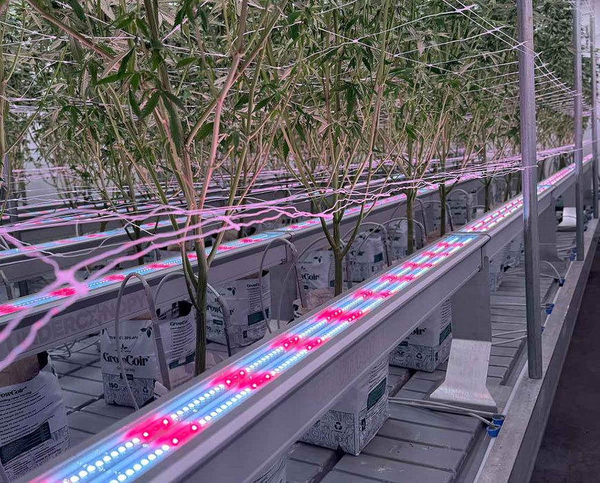 Side view of Craft Farmer V3 Undercanopy Lights daisy-chained under plant canopy for increased bud development.