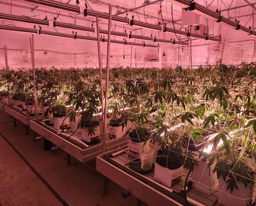 Large-scale indoor cultivation using Craft Farmer V3 Undercanopy Lights to enhance flowering and resin development.