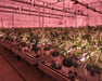 Large-scale indoor cultivation using Craft Farmer V3 Undercanopy Lights to enhance flowering and resin development.