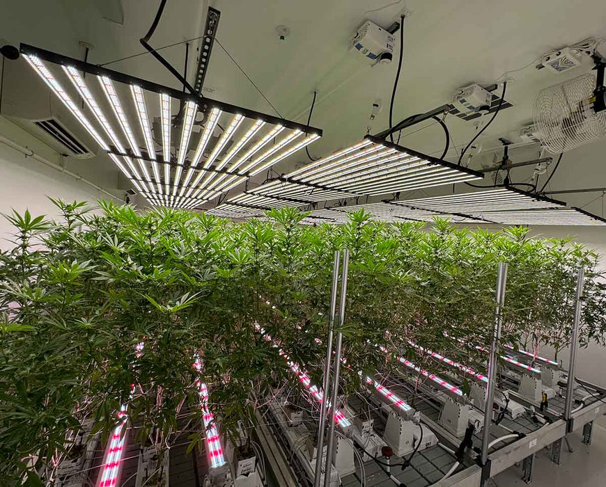 Commercial grow room using Craft Farmer V3 Undercanopy and overhead LEDs for full-spectrum canopy penetration.