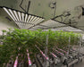 Commercial grow room using Craft Farmer V3 Undercanopy and overhead LEDs for full-spectrum canopy penetration.